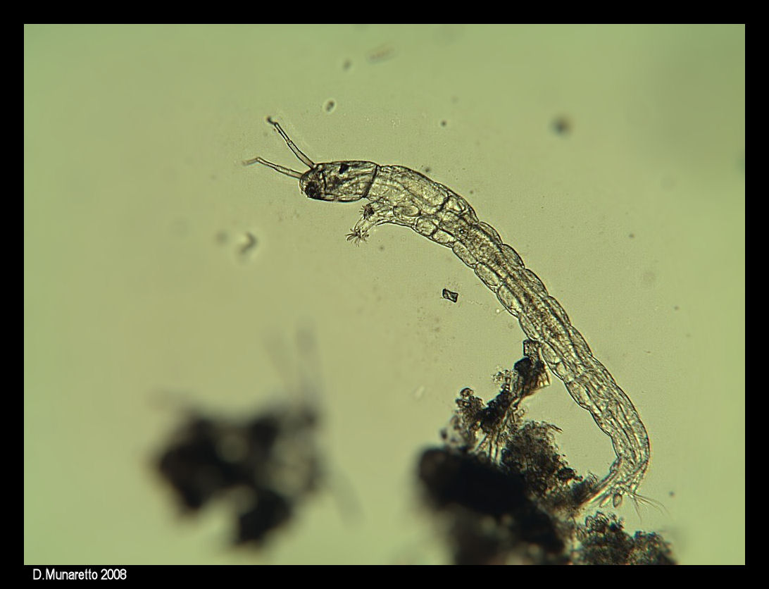 Larva di Chironomide (era 